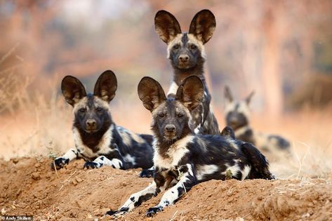 Pure animal attraction: Amazing pictures show softer side of pack of savage African wild dogs | Daily Mail Online African Hunting Dog, Painted Dogs, Wild Dog, African Wild Dog, Pretty Animals, Amazing Pictures, African Wildlife, Wild Dogs, Wildlife Animals