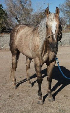 Sooty Palomino Horse, Cavalo Palomino, Sooty Palomino, Quarter Horse Stallion, Horse Colors, Palomino Horse, Quarter Horses, Dream Horse, American Quarter Horse