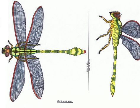 Meganeura (giant dragonfly) by https://www.deviantart.com/pappasaurus on @DeviantArt Giant Dragonfly, Carboniferous Period, Arthropods, Prehistoric Animals, Time Period, Dinosaurs, Insects, Tattoo Ideas, Concept Art