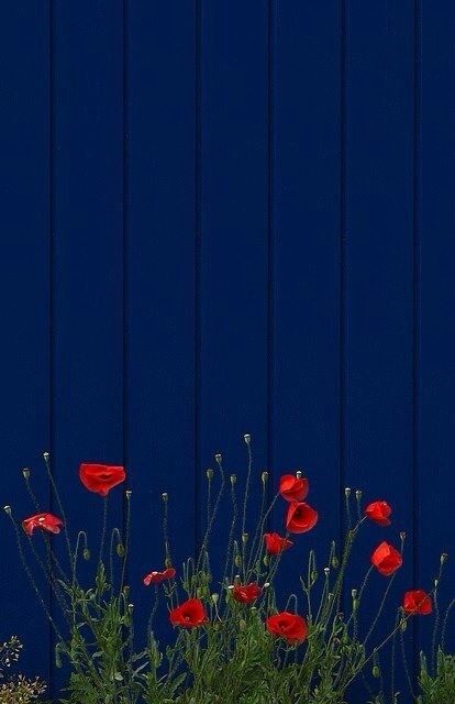 Blue Fence, Red Ballerinas, Raindrops And Roses, Garden Fence, Photographer Photography, Poppy Flower, Red Poppies, Ikebana, Belle Photo