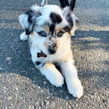 Aussie Shepherd, Aussie Puppies, Cute Dog Pictures, Shepherd Puppy, Shepherd Puppies, Australian Shepherd, Dog Puppy, Dog Pictures