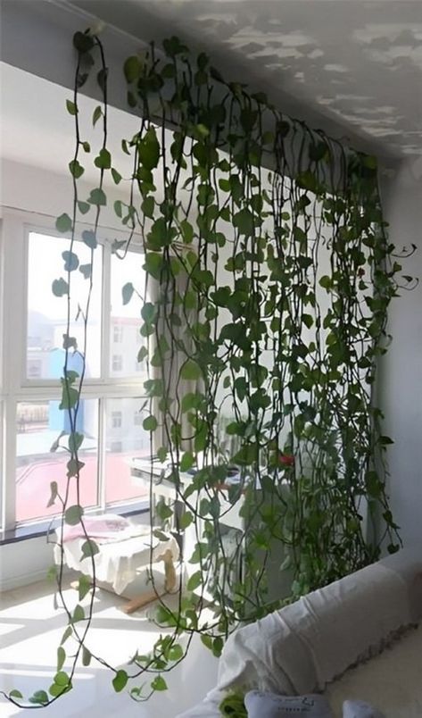 Pothos Curtain, Hanging Plants Indoor Bedroom, Hanging Garden Ideas, Indoor Vines, Apartment String Lights, Wall Hanging Decorations, Plant Display Ideas, Wall String Lights, Indoor Plant Wall