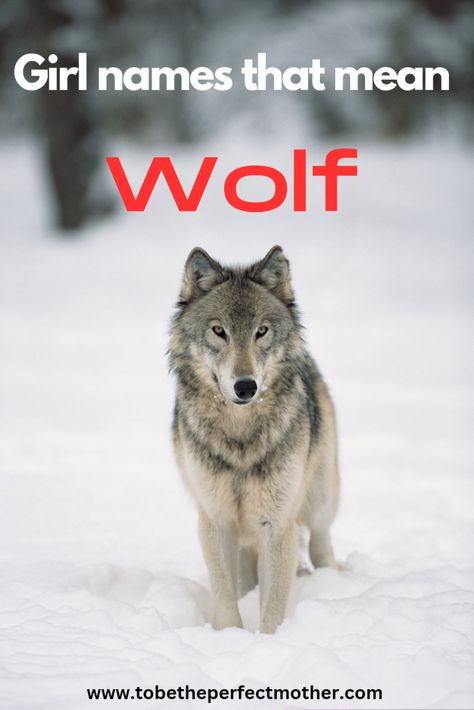 Therian Name Ideas, Native American Girl Names, Therian Names, Wolves Reference, Names That Mean Wolf, Strong Female Names, Wolf Personality, Italian Wolf, Alpha Female Wolf