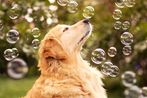 Golden Retriever Champ: Probably the Happiest Dog In The World | Bored Panda Golden Retriever Wallpaper, Bubble Dog, Dog Photoshoot, Blowing Bubbles, Dog Wallpaper, Dog Images, Dogs Golden Retriever, Retriever Dog, Golden Retrievers