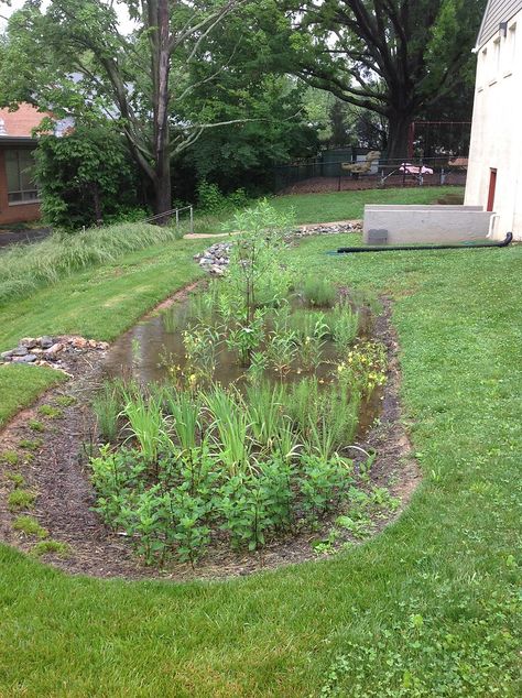 Rain Garden Backyard, Rain Garden Ideas, Rainwater Garden, Rain Garden Landscape, Garden Reference, Frontyard Landscape, Rain Garden Design, Transitional Style Bathroom, Transitional Bathroom Design