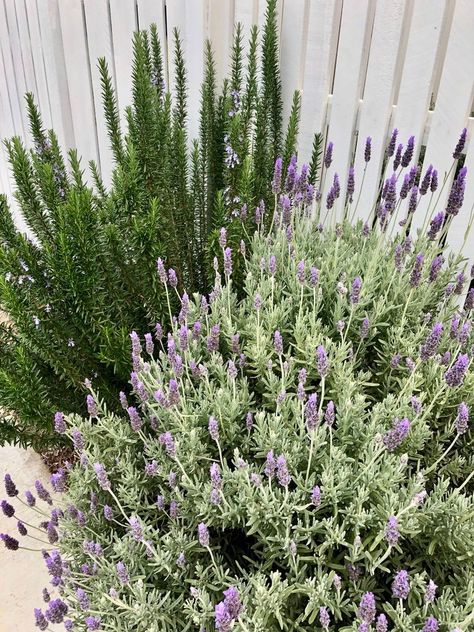 Rosemary Garden, Lavender Hedge, White Picket Fence, Growing Tips, Rosmarinus Officinalis, Victoria Park, French Lavender, Garden Features, Entertaining Area