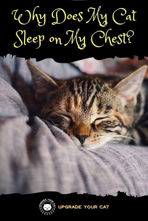 Why Does My Cat Sleep on My Chest Cat Remedies, Cat Health Care, Cat Info, Sleeping Kitten, Curious Cat, Outdoor Cats, Cat Behavior, Cat Photography, Cat People