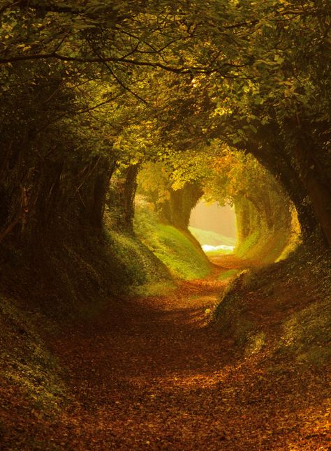 Fairytale Forest Path at Chichester, Sussex, England by Oliver Andreas Jones Mystical Aesthetic, Dark Tunnel, Outdoor Images, Mother Gaia, Egiptul Antic, Tree Tunnel, Matka Natura, Landscape Edging, Forest Path