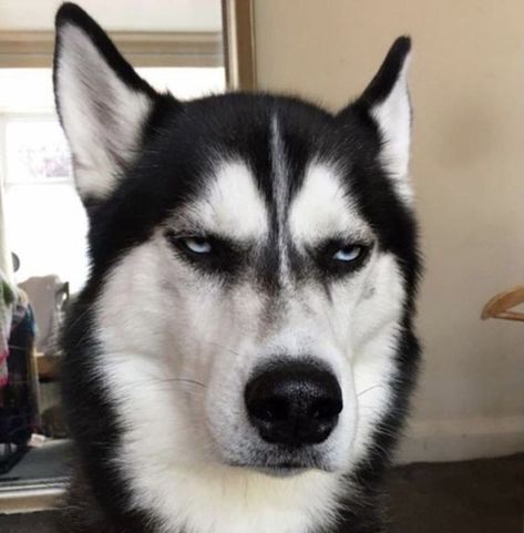 Snow Meme, Husky Humor, Siberian Husky Funny, Husky Funny, Dog Selfie, A Husky, Interesting Ideas, Baby Animals Funny, Husky Puppy