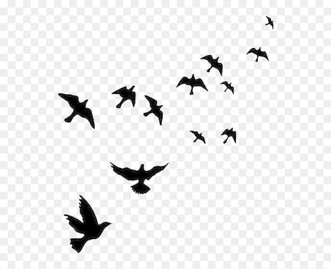 Birds In The Sky Drawing, Sky Png Backgrounds, Badal Png, Birds Flying Png, Non Copyright Images, Birds Flying Silhouette, Png Sky, Sky With Birds, Birds Flying In The Sky