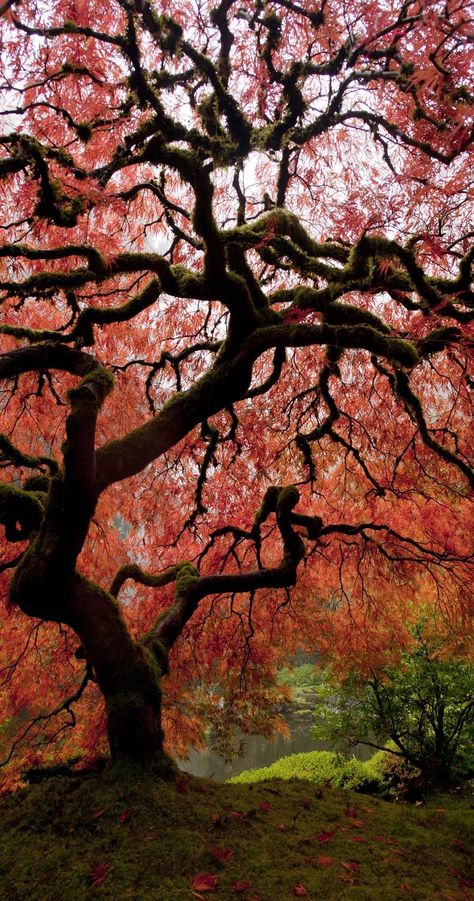 Japanese Maple Tree, Belle Nature, Old Tree, Spokane Wa, Japanese Maple, Public Garden, Tree Forest, Beautiful Tree, Craft Inspiration