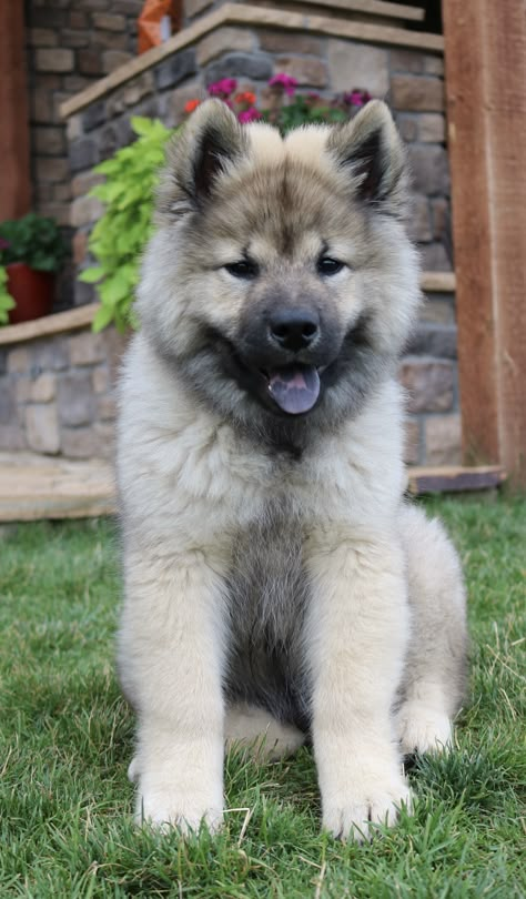 Eurasier Puppy, Keeshond Dog, Akita Puppies, Cute Small Animals, Pretty Dogs, Funny Cats And Dogs, Tiny Dogs, Baby Puppies, Arte Animal