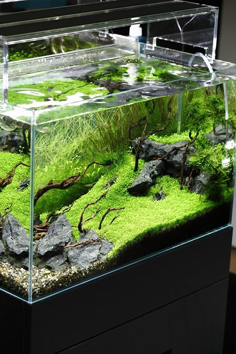 https://www.flickr.com/photos/viktorlantos/8288018969/in/set-72157620605814272/ Freshwater Aquascape, Ikan Laga, Water Terrarium, Amazing Aquariums, Tanaman Indoor, Aquascape Design, Fish Tank Design, Tropical Fish Aquarium, Aquarium Terrarium