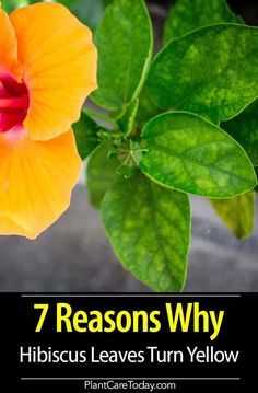 Hibiscus Leaves Turning Yellow? We share 7 reasons for this common problem. WHAT is your Hibiscus telling you? [DETAILS] Hibiscus Tree Care, Yellow Leaves On Plants, Hibiscus Bush, Plant Leaves Turning Yellow, Growing Hibiscus, Moving Plants, Hibiscus Garden, Hibiscus Tree, Hibiscus Leaves