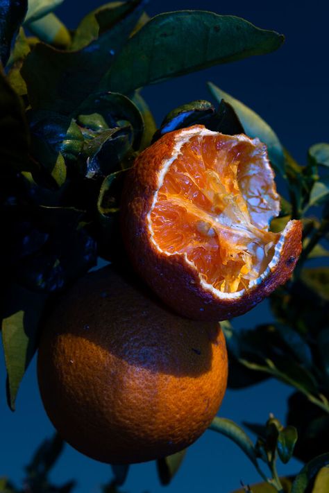 Moody Reference Photo, Rotten Food Photography, Nature Art Photography, Slice Of Life Photography, Fruits Photography Creative, Oranges Photography, Intense Photography, Fine Art Photography Conceptual, Modern Still Life Photography