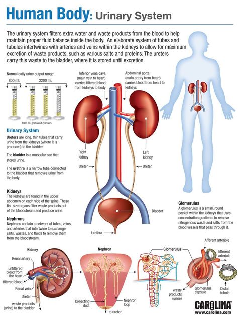 This website has a bit of basic information of the urinary system Printable wall art and Home Decor. The Urinary System, Sistem Saraf, Urinary System, Basic Anatomy And Physiology, Nurse Study Notes, Biology Facts, Medical Student Study, Nursing School Survival, Human Body Anatomy