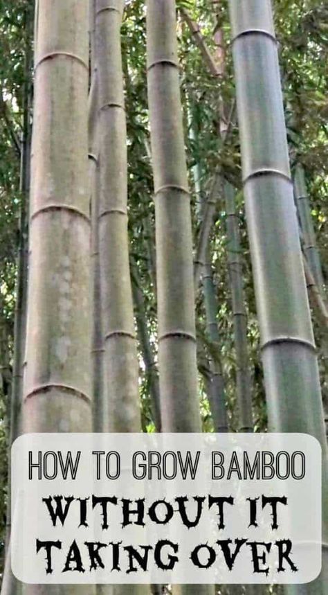 Clematis Ideas, How To Grow Bamboo, Bamboo Diy, Growing Bamboo, Privacy Wall, Butterfly Habitat, Habitat Garden, Bamboo Decor, Bamboo Garden