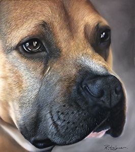 Speed Painting Video, Pitbull Pastel Portrait Portraits Pastel, Bull Painting, Pitbull Art, Pet Artist, Dog Anatomy, Painting Video, Speed Painting, Pastel Portraits, Dog Nose