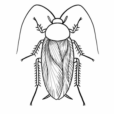 My little cockroach tattoo. Can't wait x Roach Tattoo Design, Cockroach Tattoo Design, Draw Cockroach, Roach Drawing, Cockroach Illustration, Insect Outline, Cockroach Drawing, Cockroach Tattoo, Scientific Tattoo