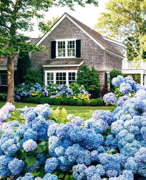 Sue De Chiara | The Zhush on Instagram: “Gray shingle cottages and periwinkle blue hydrangeas 💕- New England’s finest via @jackiegreaney  . . . . . #hydrangeas #myoklstyle…” Blue Hydrangeas, Cape House, Blue Hydrangea, Coastal Homes, Dream Garden, Yard Landscaping, Front Yard Landscaping, Summer House, Cottage Garden