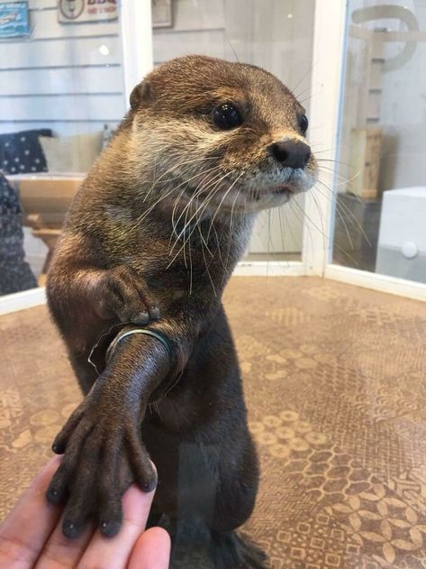 Otter Facts, Monterey Aquarium, Baby Sea Otters, Creature Marine, Otters Cute, Otter Love, Cute Ferrets, Sea Otters, Baby Otters