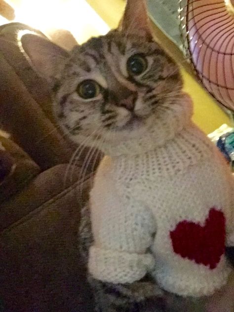 Aesthetic Cat Clothes, Cat With Sweater, Silly Sweaters, Cat In A Sweater, Animals In Sweaters, Cats Sweater, Sweaters For Cats, Cat In Sweater, Knit Sweater For Cat