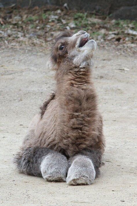 Week old baby camel Bactrian Camel, Baby Camel, Cincinnati Zoo, Zoo Babies, Christmas Nativity, Nativity Scene, Sweet Animals, Animals Friends