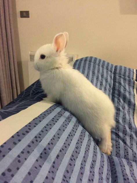 Rabbit Life, Cute Bunny Pictures, Bunny Mom, Cute Small Animals, Bunny Pictures, Pet Bunny, Pretty Animals, Silly Animals