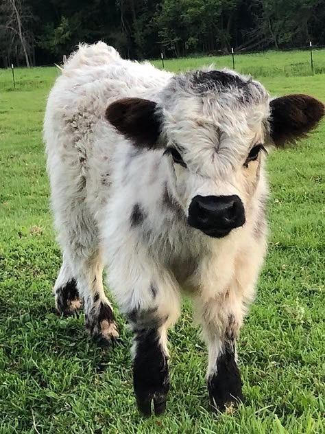 Floofy Cows, Miniature Cows, Pet Cows, Mini Cows, Baby Farm Animals, Fluffy Cows, Cow Pictures, Welcome To My Youtube Channel