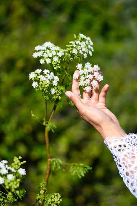 🌿Have you ever been in the presence of a serial killer? I often ask my herbalism students exactly this question when we come across the deadly umbral white blooms. Known by many names “Conium maculatum” or Poison Hemlock is just that. She is both beautiful and deadly having killed Theramenes, Socrates, Phocion & a great many others. When I first started seriously studying Herbalism in 2015 my elders & teacher would usually just say, “That’s poisonous. Don’t touch that!” about any deadly plant. Hemlock Plant, Conium Maculatum, Poison Hemlock, Water Hemlock, Deadly Plants, Poisonous Plants, Tattoo Arm, Socrates, City Scene