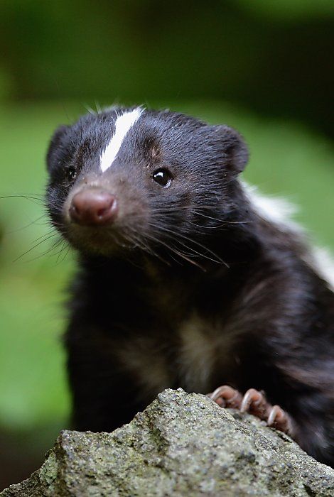 Baby skunk! Baby Skunks, Little Critter, Animal Heads, Woodland Creatures, Sweet Animals, Forest Animals, Animal Photo, 귀여운 동물, Woodland Animals