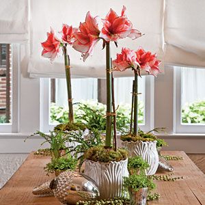 Amaryllis Amaryllis Arrangement, Amaryllis Bulbs, Christmas Flowers, Deco Floral, Art Floral, Love Flowers, Container Gardening, Flower Power, Indoor Plants