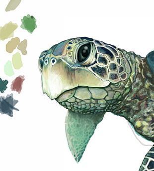 Sea Turtle Drawing, Sea Turtle Painting, Turtle Watercolor, Turtle Drawing, Sea Turtle Art, Green Sea Turtle, Turtle Tattoo, Turtle Love, Turtle Painting