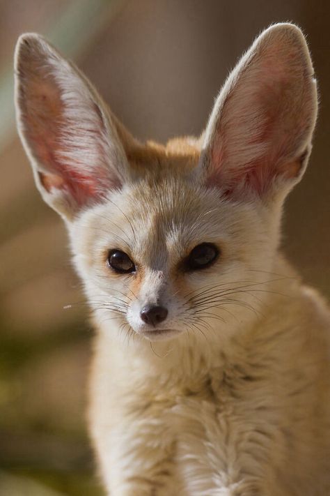 Fennec Fox Fennec Fox Pet, Fox Memes, Animals Tattoo, Animal Inspiration, Desert Fox, Tattoo Nature, God's Blessings, Fox Pictures, Animal Reference