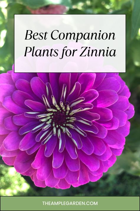 Discover the ultimate pairing secrets for your zinnias! 🌼 Dive into our latest blog post to explore the top companion plants that elevate your zinnia garden to new heights. From vibrant marigolds to delicate cosmos, unlock the magic of perfect plant partnerships and watch your garden flourish! 🌸 #ZinniaLove #CompanionPlanting #GardenTips Zinnia Garden Beds, Zinnias Garden Ideas, When To Plant Zinnias, Zinnia And Cosmos Garden, Zinnia Companion Plants, Harvesting Zinnia Seeds, Cosmos And Zinnias Gardens, Unique Landscaping, Magellan Zinnia