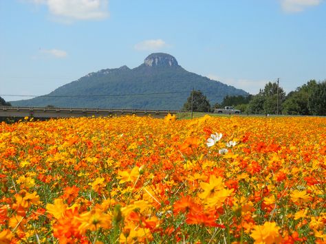 Sulphur Cosmos, Pilot Mountain, Barn Quilt Patterns, Autumn Scenery, Nature Birds, Gods Creation, Barn Quilt, Mountain Paintings, Cosmos