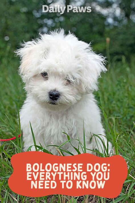 Bolognese dogs are good-natured pups that don’t shed much and are great with kids and other pets. Learn more about what makes this rare, easygoing breed so lovable. #breeds #petbreeds #breedroundup #catbreeds #kittenbreeds #dogbreeds #bestcatbreeds #bestdogbreeds Bolognese Dog, Best Cat Breeds, Kitten Breeds, Puppy Stuff, Pet Breeds, Companion Dog, Best Dog Breeds, Rare Breed, Bichon Frise