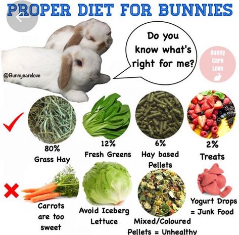 Bunnies Of North Central on Instagram: “One of the main reasons #bunnies die TOO YOUNG is because their owners are not feeding them a proper #diet :( Hay, pellets and greens are…” Bunny Care Tips, Rabbit Meat, Funny Bunny Videos, Rabbit Diet, Pet Rabbit Care, Bunny Quotes, Meat Rabbits, Rabbit Treats, Baby Buns