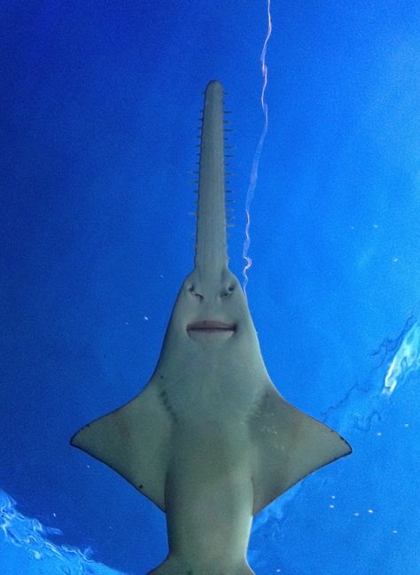 Sawfish Photo taken at Sydney Aquarium Cute Shark Photos, Sawfish Shark, Goofy Ahh Photos, Sydney Aquarium, Leopard Shark, Shark Photos, Shark Pictures, Sharks Funny, Darling Harbour