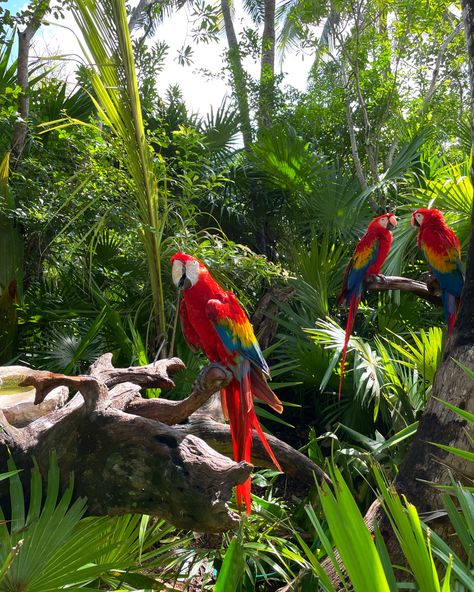 #parrot #macawparrot #jungle #mexico #greenery Animals In Costa Rica, Tropical Rainforest Aesthetic, Maya Animal, Tropical Jungle Aesthetic, Jungle With Animals, Parrot Aesthetic, Rainforest Aesthetic, Mexico Jungle, Jungle Parrot