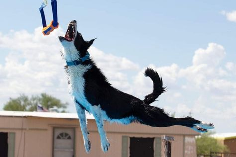 Dock Diving for Dogs: A Canine Sport That Makes a Splash Dog Dock Diving, Dock Diving Dogs, Dock Diving, Fit Dogs, Tallest Dog, Short Dog, Dog Sports, Dog Club, What Dogs