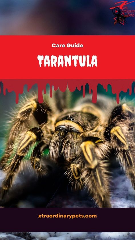 Comprehensive tarantula Care Guide Tarantula Care Guide, Exotic Pet, Exotic Pets, Reptiles, Pet Care, Insects, Need To Know, Pet, Animals