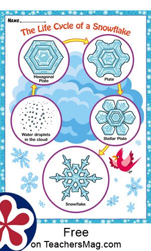 The Life Cycle of a Snowflake  This printable makes a stellar hand-out to give students and then discuss the life cycle of a snowflake. It has five steps that loop in a never-ending fashion! Kindergarten Snowflakes, Life Cycle Of Snow, Life Cycle Of A Snowflake, Snowflake Stem, Snowflakes Science, Kindergarten Inquiry, Winter Science Activities, Winter Classroom Activities, Winter Science