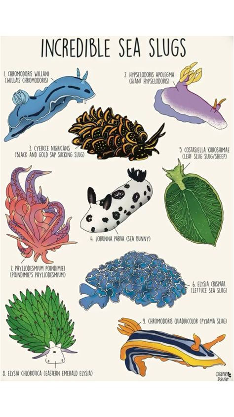 Different types of sea slugs Oceanography Marine Biology, Animal Infographic, Sea Slugs, Sea Slug, Marine Biologist, Watercolor Projects, Underwater Creatures, Marine Conservation, Oceanography