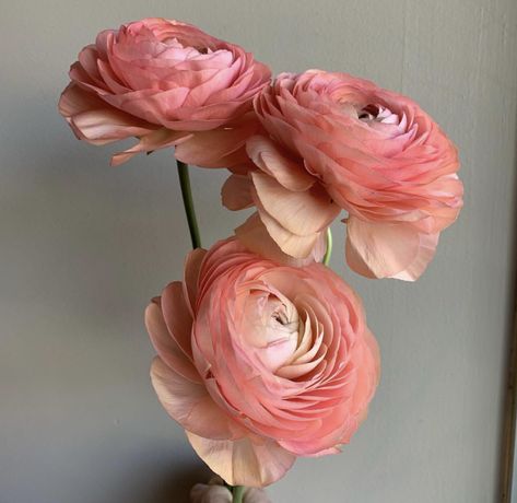 Coral Ranunculus, Ranunculus Pink, Salmon Ranunculus, Pale Pink Ranunculus, Persian Buttercup, Blush Butterfly Ranunculus, Wafer Paper Flowers, Flower Therapy, Single Flower