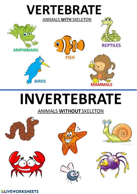 Vertebrates And Invertebrates Worksheets, Vertebrate And Invertebrate Animals, Invertebrates Animals, Science Corner, Community Helpers Preschool Activities, Vertebrates And Invertebrates, Community Helpers Preschool, Animal Classification, Animal Movement