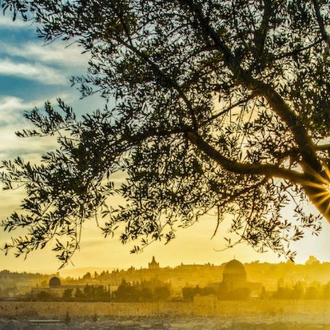 The Mount of Olives is a north-south ridge that sits on the eastern watershed of the hills around Jerusalem. To its east, the land slopes... | Instagram The Jordan River, Rain Shadow, Jordan River, Mount Of Olives, Weather Patterns, North South, The Hills, The Land, Quick Saves