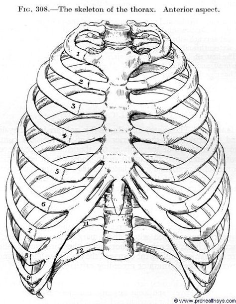 Ribcage Drawing, Skeleton Neck, What Is Biology, Skeleton Chest, Thoracic Cage, Human Rib Cage, Human Skeleton Anatomy, Skeleton Anatomy, Skull Sketch