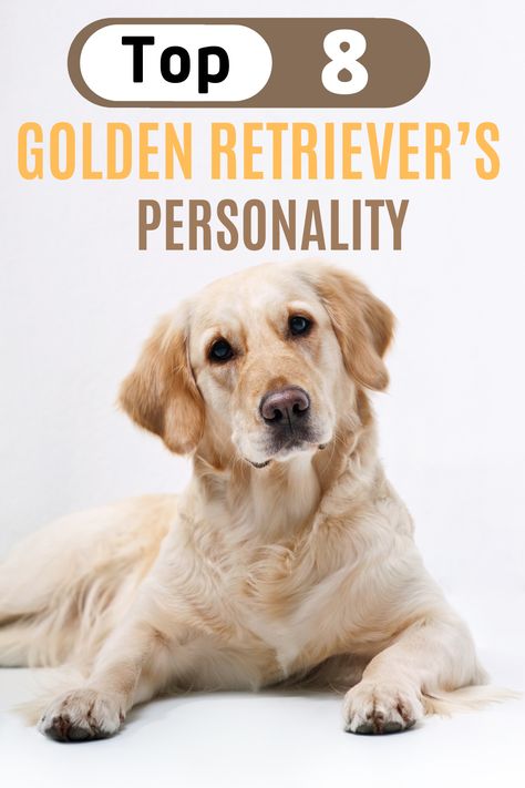 Golden Retriever Personality, Best Farm Dogs, Adoption Tips, Dog Breeds Chart, Best Small Dog Breeds, Miniature Dog Breeds, Getting A Dog, Unique Dog Breeds, English Cream