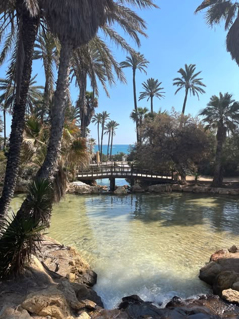 Palm tree grove park in alicante spain Cadiz Spain Beach, Alicante Photo Ideas, Alicante Spain Aesthetic, Alicante Aesthetic, Alicante Beach, Benidorm Beach, San Juan Beach, Spain Alicante, Mediterranean City